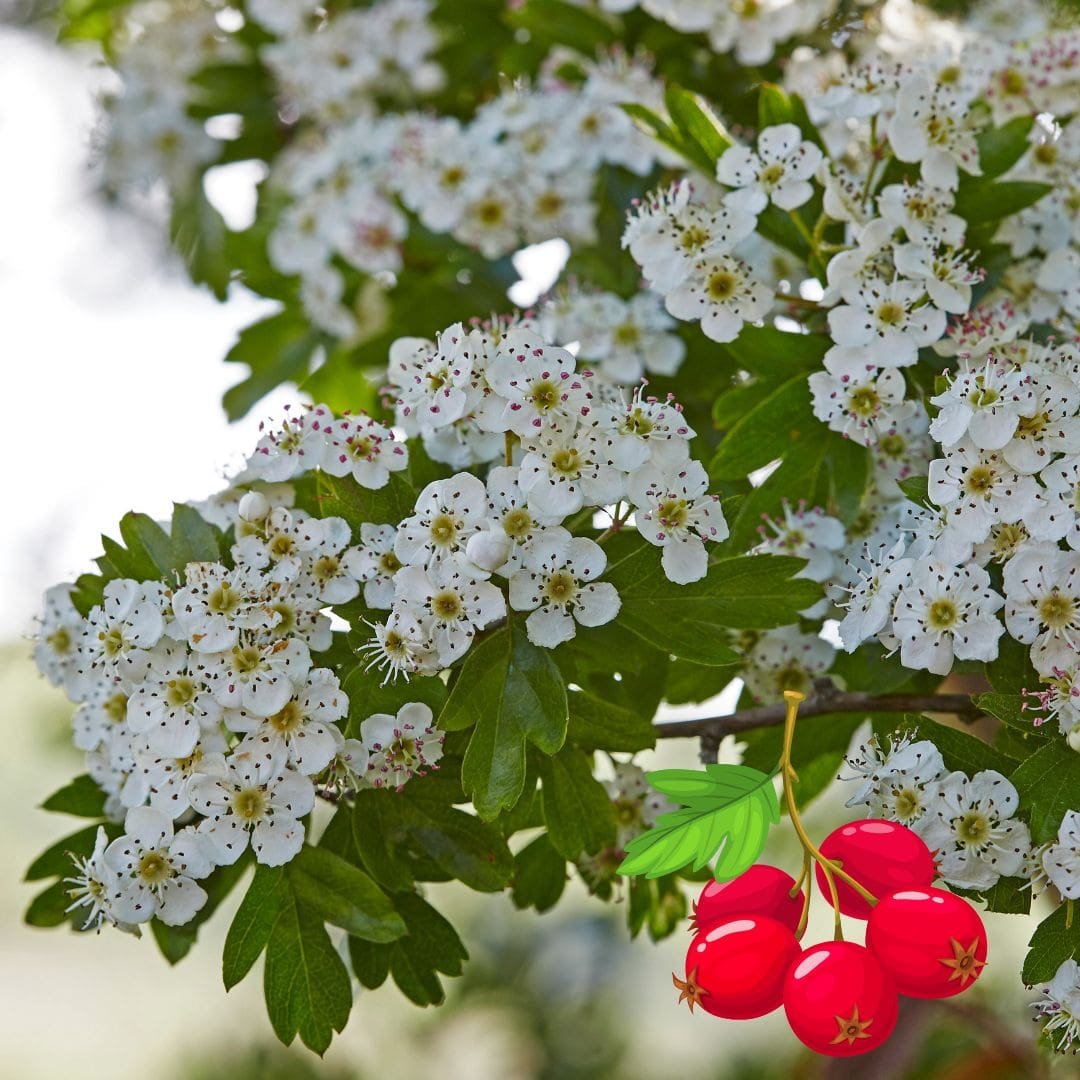 Hawthorn Leaf & Flower Extract